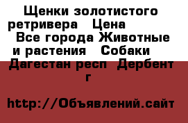 Щенки золотистого ретривера › Цена ­ 15 000 - Все города Животные и растения » Собаки   . Дагестан респ.,Дербент г.